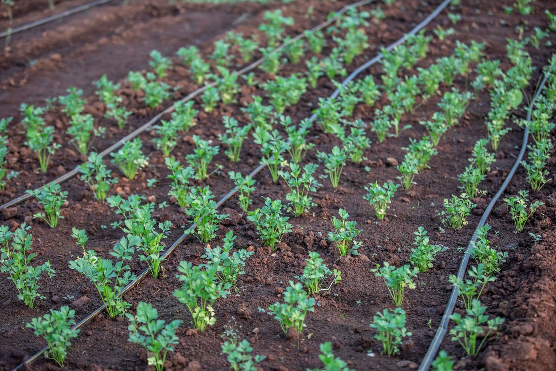 Drip Irrigation System Kit - 1 Hectare